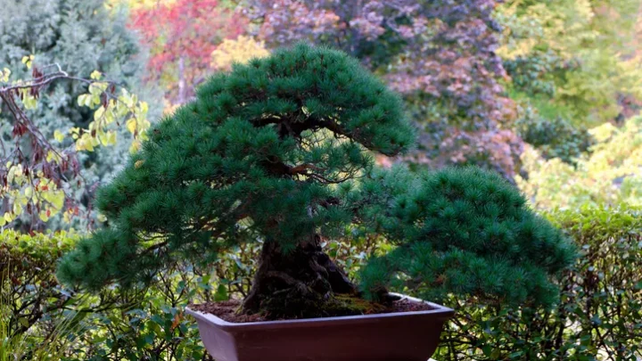Cómo cuidar tu bonsai