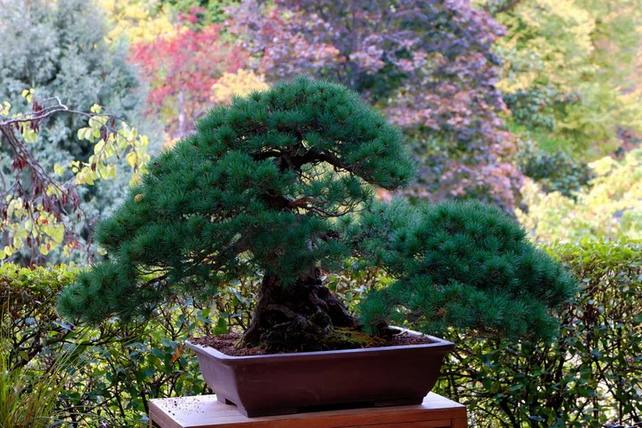 Cómo cuidar tu bonsai
