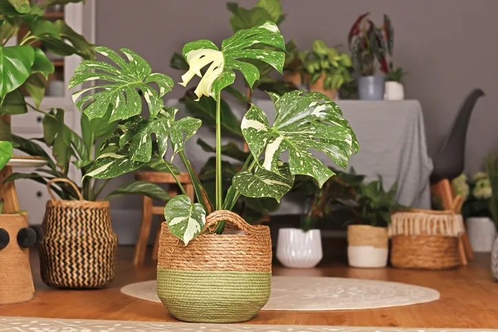 Plantas de interior: las más resistentes, grandes y con flor