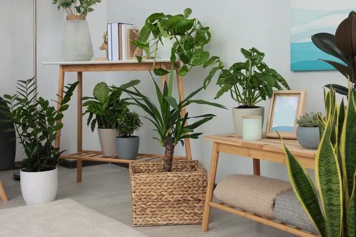Planta grande de interior junto a una ventana