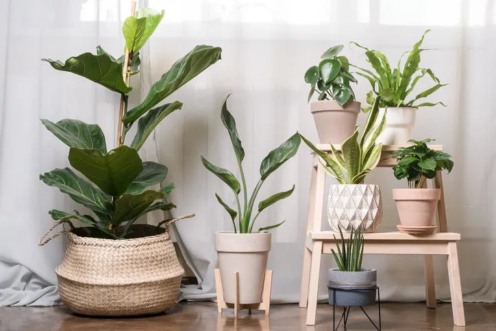 Plantas de interior decorando el salón