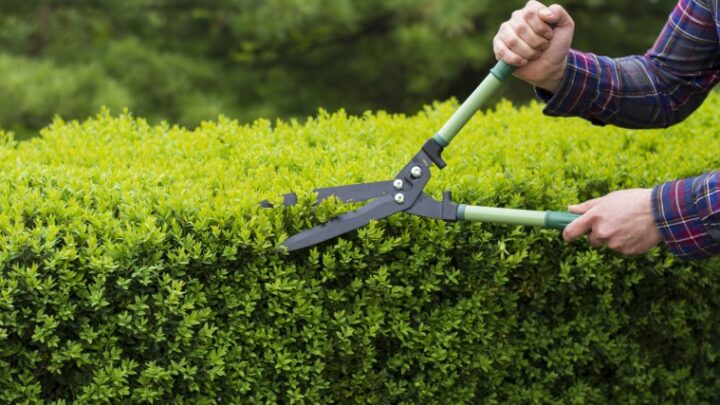 Cómo cuidar los setos del jardín