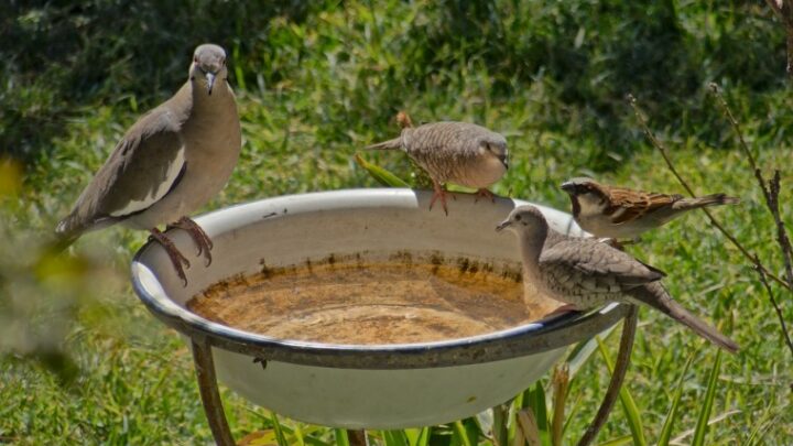 Cómo ahuyentar palomas y pequeños animales de nuestro jardín