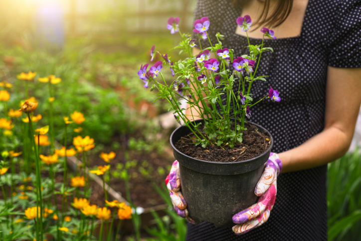 Consejos para cuidar el jardín de casa